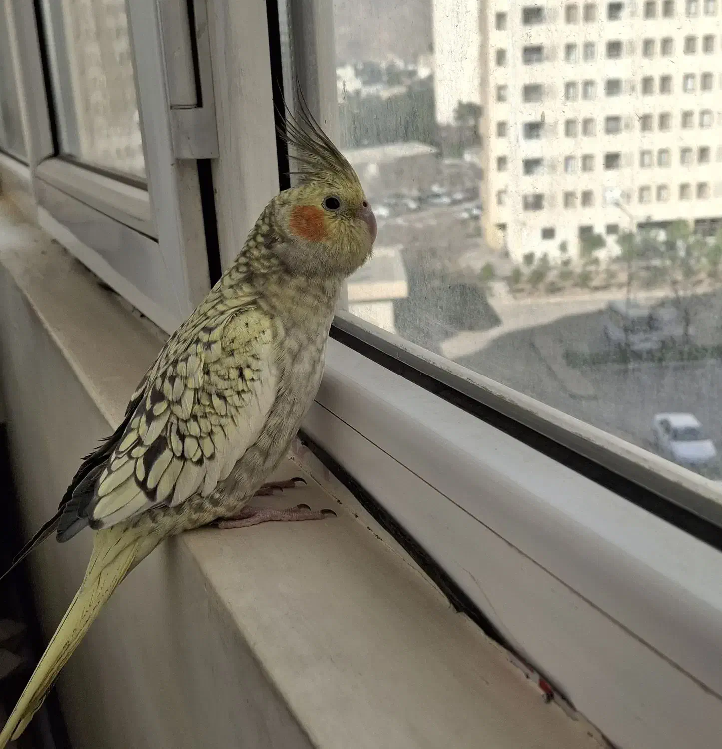 عروس هلندی گم شده|حیوانات|شیراز, دشت چنار|دیوار