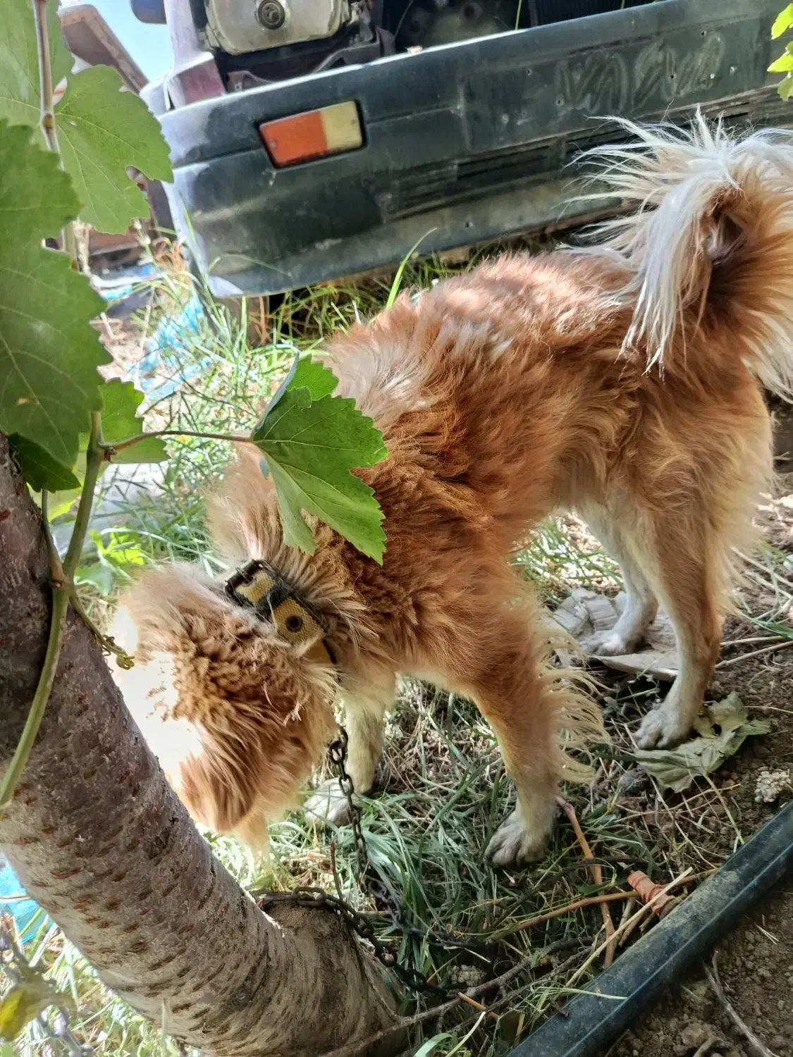 پاکوتا|سگ|خسروشاه, |دیوار