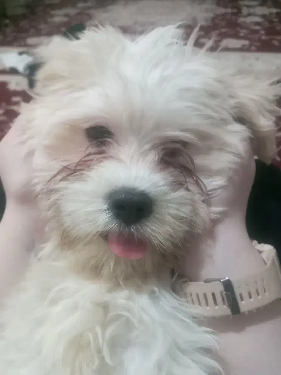 سگ ملوس|سگ|قم, شاه ابراهیم|دیوار