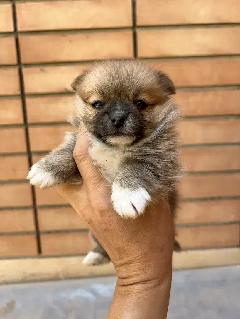 پامر عروسکی ماده نهایت وزن ۲ کیلو|سگ|اصفهان, سپاهانشهر|دیوار