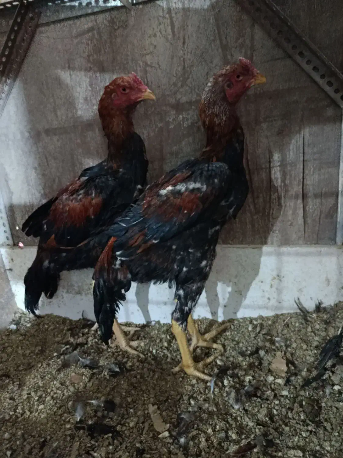 فروش جوجه لاری 4،،5ماهه|حیوانات مزرعه|میانه, |دیوار