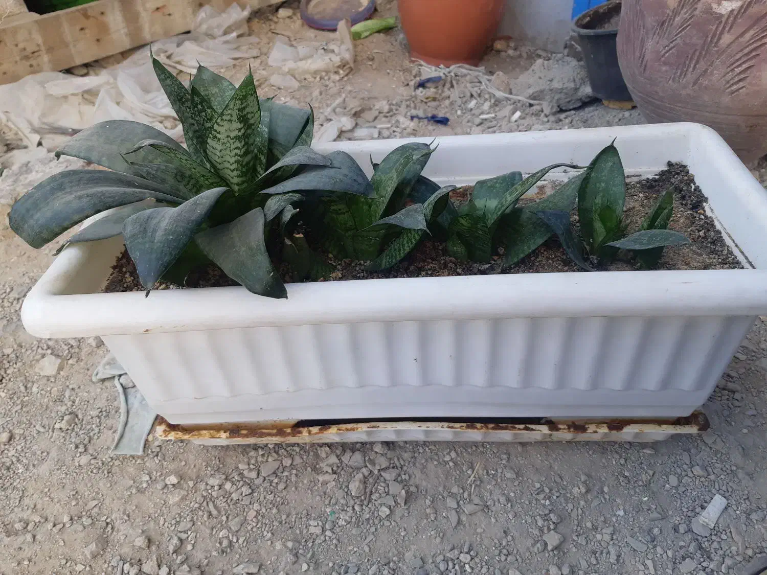 پاندانوس دیفن سانسوریا پدیلانتوس بیدی تمساح الوو|گل و گیاه طبیعی|تهران, شهرک استقلال|دیوار