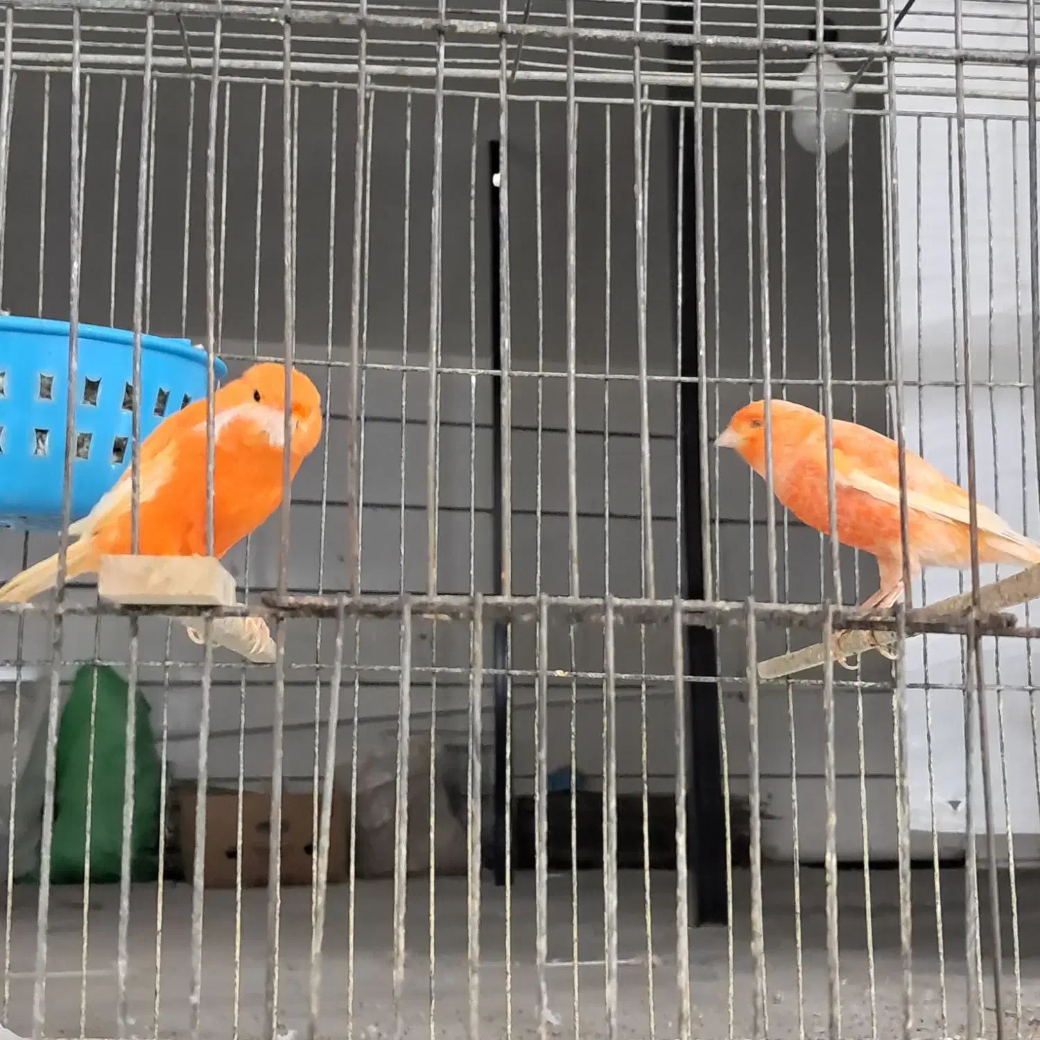 انواع قناری مست تک وجفت|پرنده|تاکستان, |دیوار