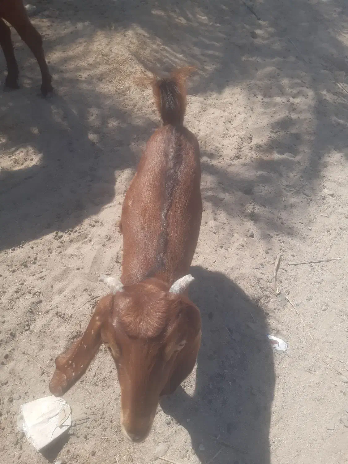 دوتادبز|حیوانات مزرعه|پشتکوه (سیستان و بلوچستان), |دیوار