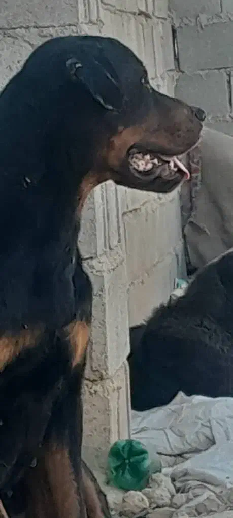 سگ روتوایلر ماده|سگ|شیراز, شهرک ولیعصر|دیوار