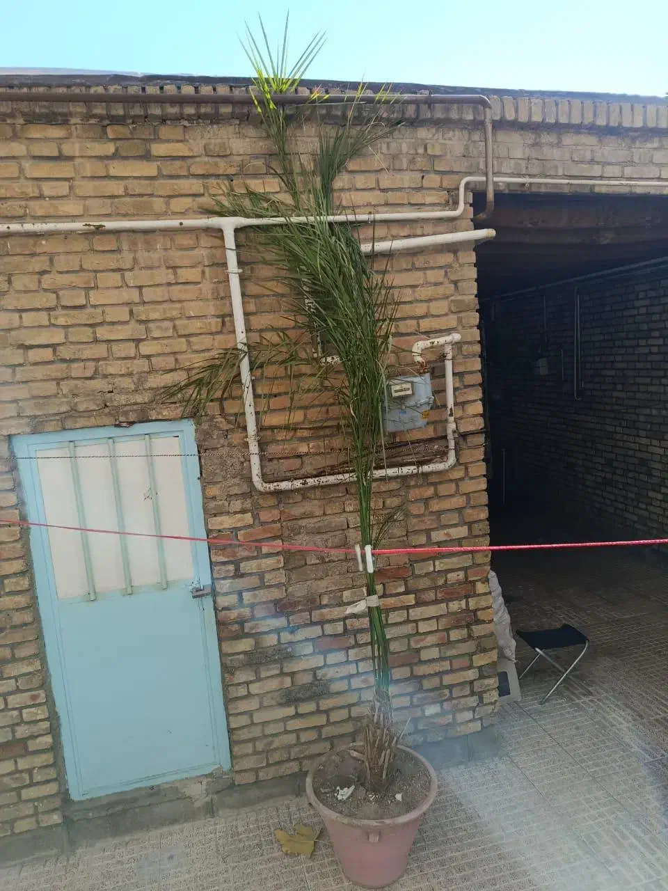 درخت نخل|گل و گیاه طبیعی|مرند, |دیوار