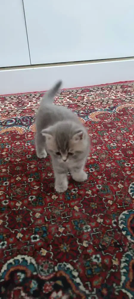 فروش گربه ی بریتیش|گربه|تبریز, |دیوار