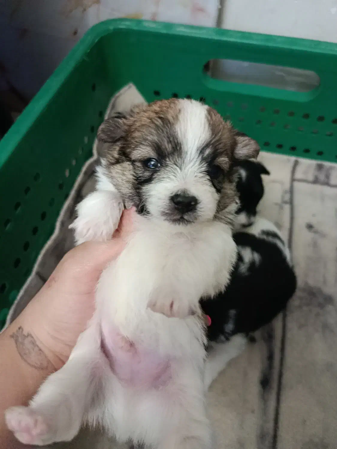 شیتزو خالص زیر قیمت فوری|سگ|تبریز, |دیوار