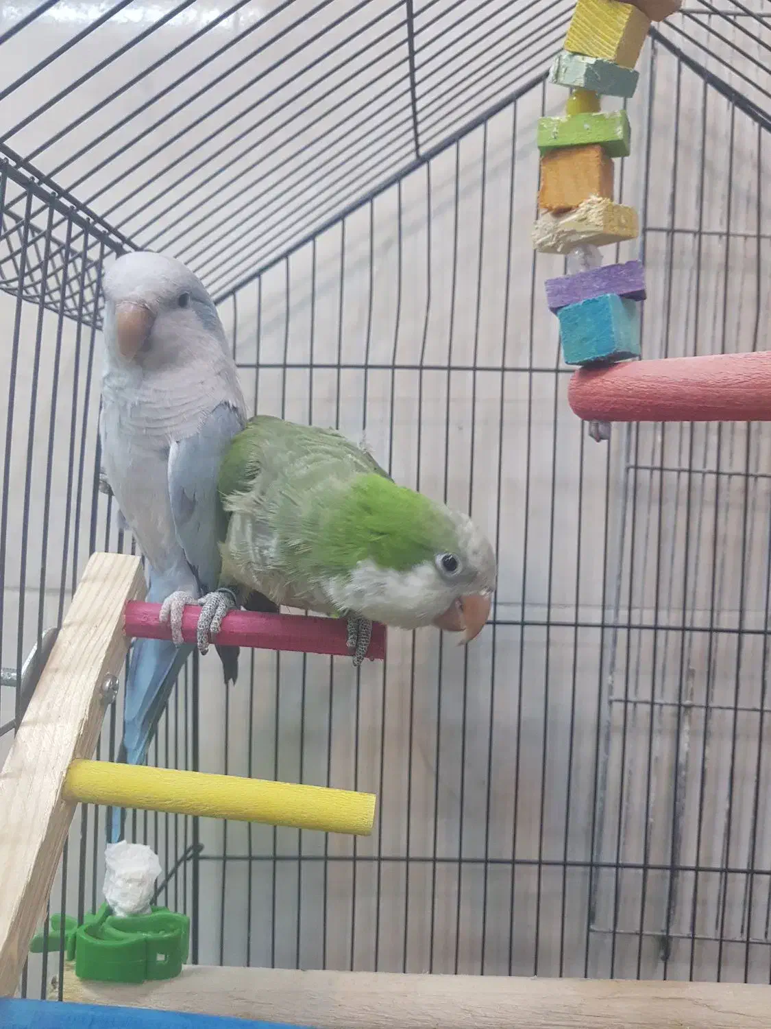 طوطی راهب جفت مولد|پرنده|شاهنجرین, |دیوار