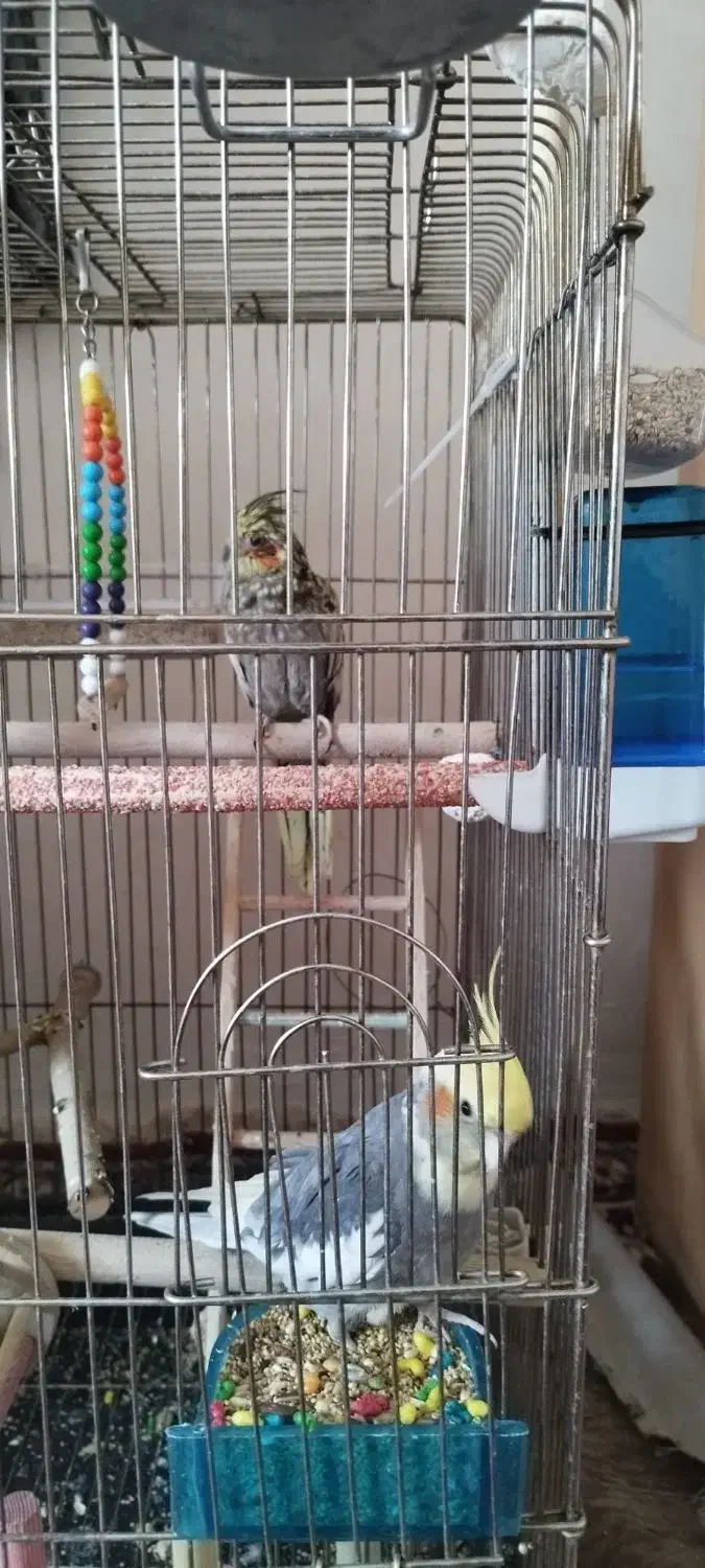 یک جفت عروس هلندی سالم وخوشکل|پرنده|زاویه, |دیوار