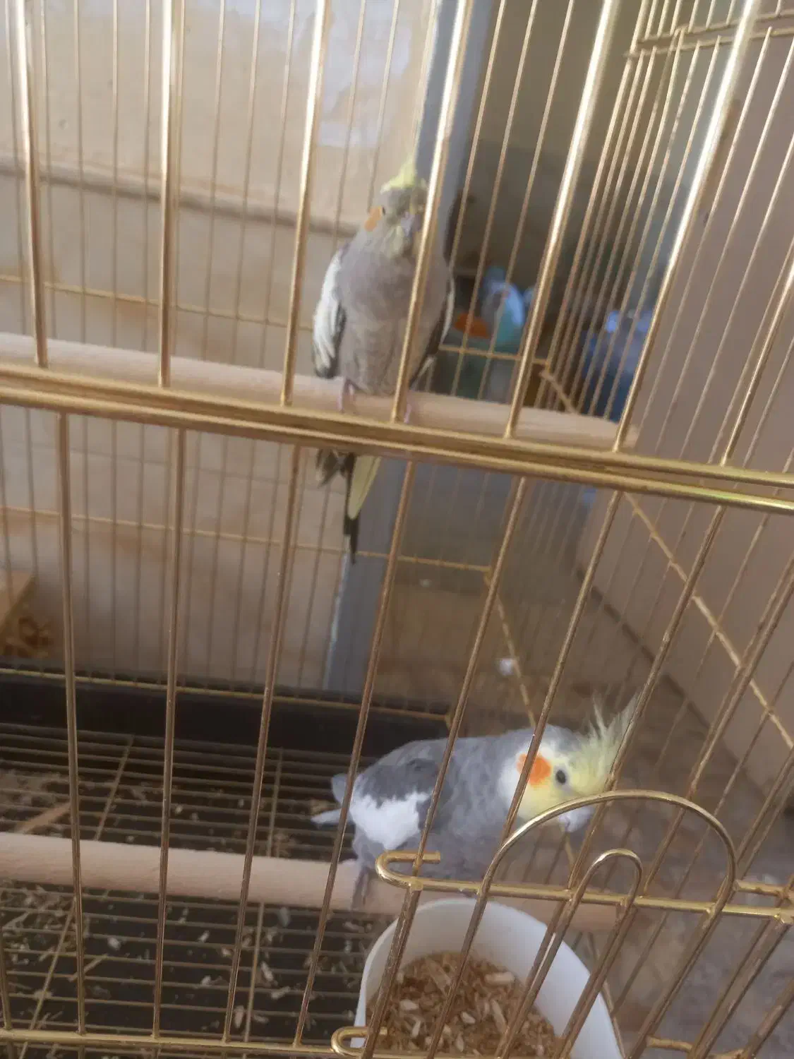 عروس هلندی مولد|پرنده|آباده, |دیوار