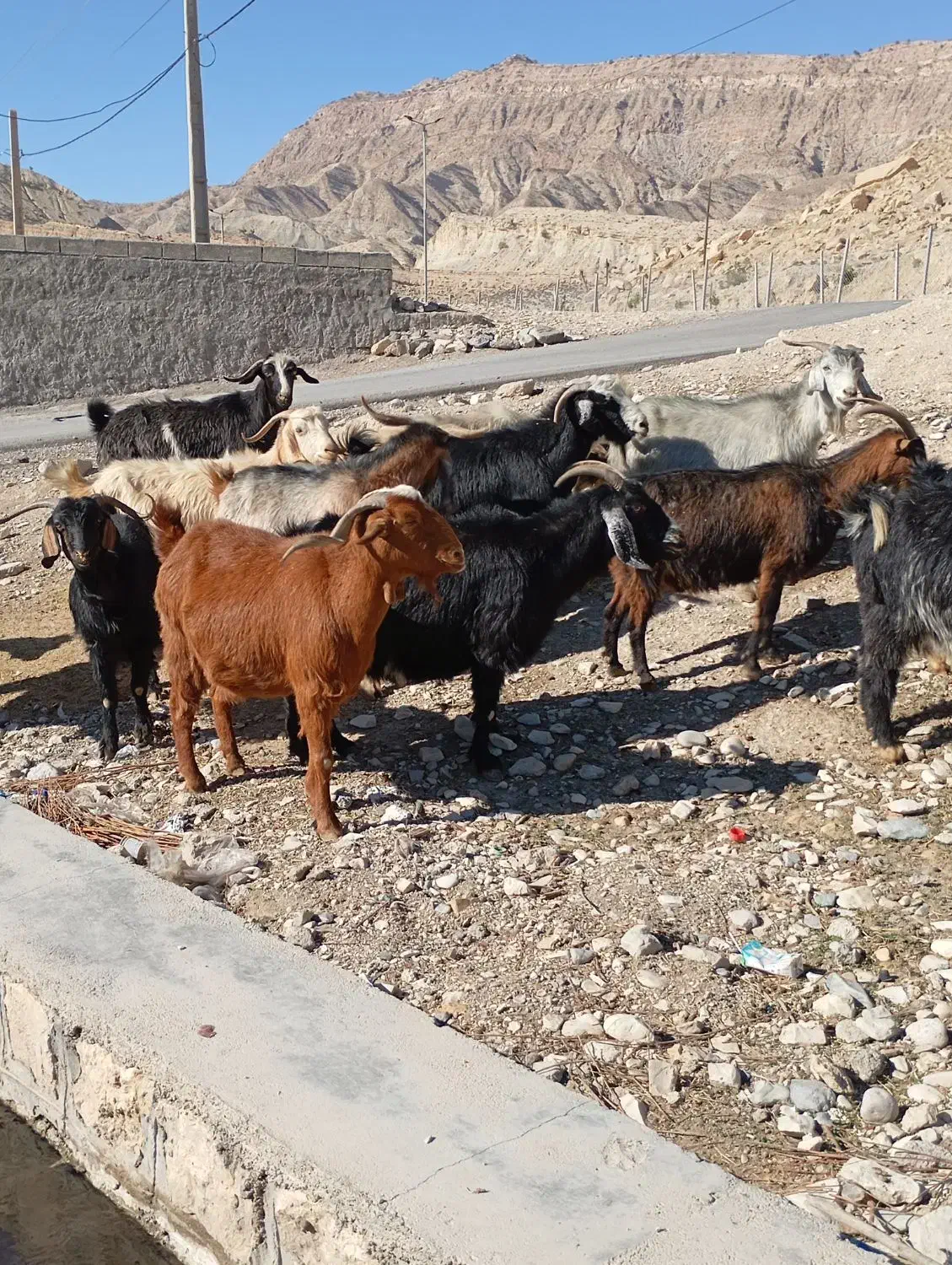 بز آبستن داشتی|حیوانات مزرعه|ملکشاهی, |دیوار