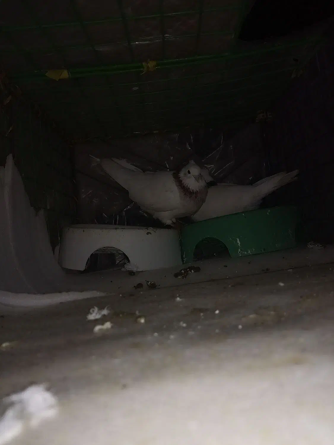 دو کبوتر طوق بایک قفسه 1 متری|پرنده|مریوان, |دیوار