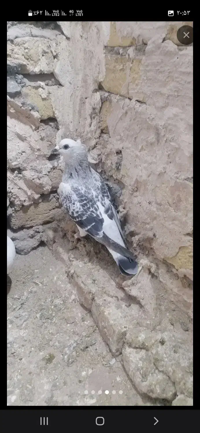 اسباب بازی|اسباب‌بازی بچه|تربت‌حیدریه, ده پائین|دیوار