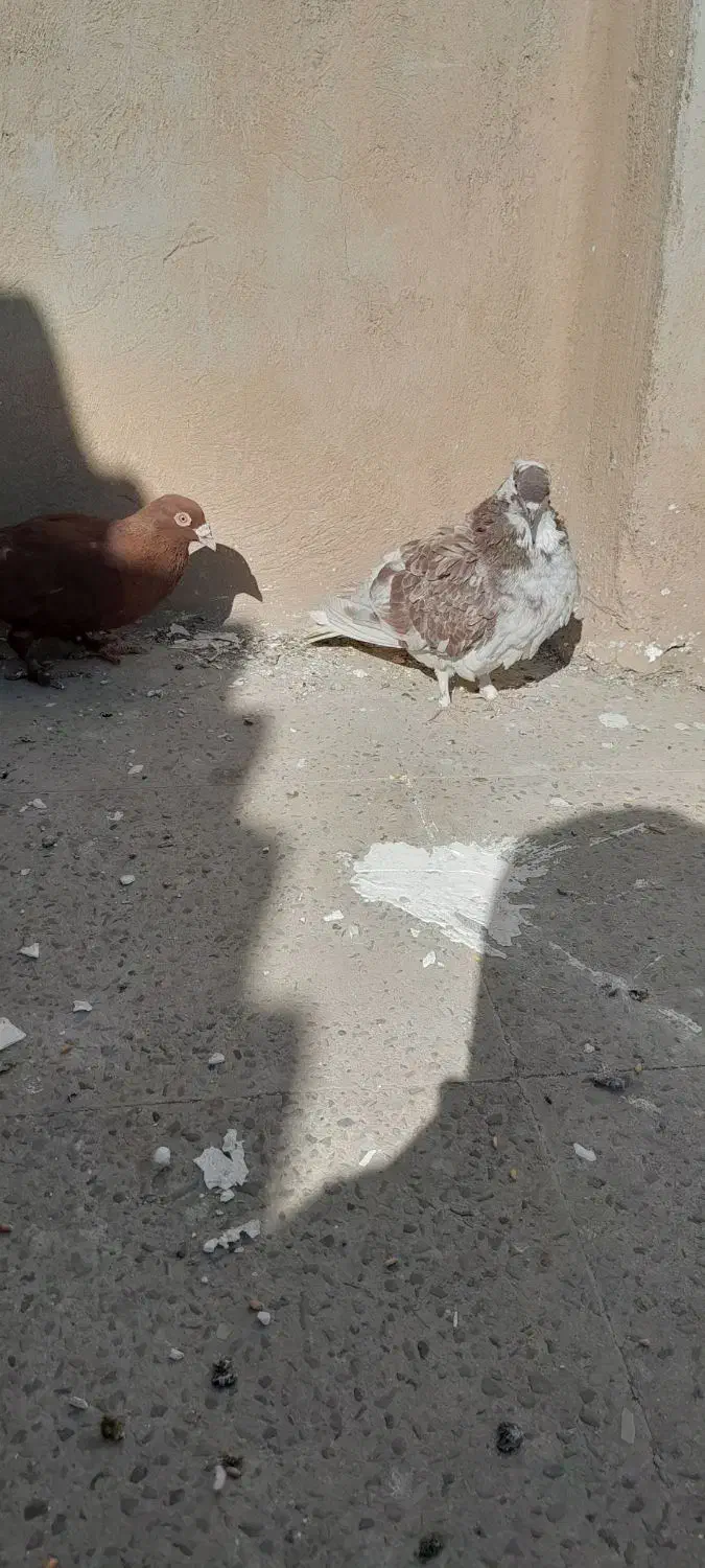 کبوتر تهرانی معاوزه با کبوتر شهرستانی ورنگی|پرنده|پاکدشت, پاکدشت (مامازند)|دیوار