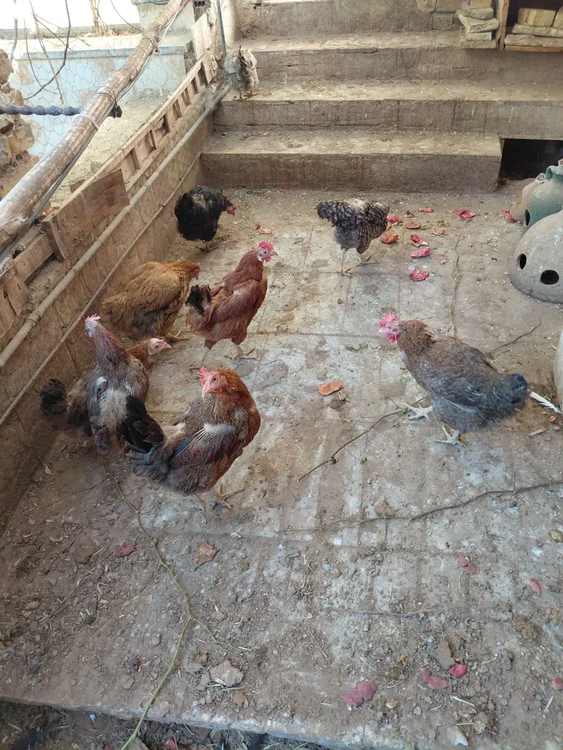 مرغ|پرنده|اردکان, |دیوار