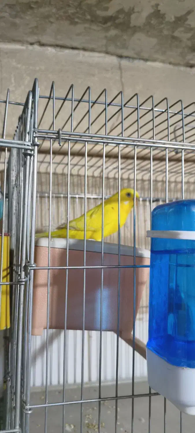 مرغ عشق|پرنده|شیراز, تندگویان|دیوار