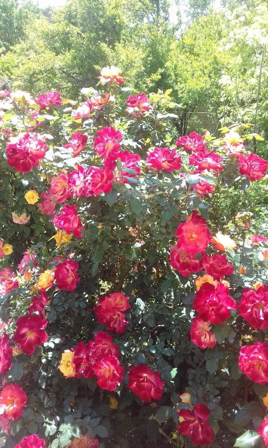 راهنمایی برای جذب نیرو|فعالیت داوطلبانه|شیراز, تندگویان|دیوار