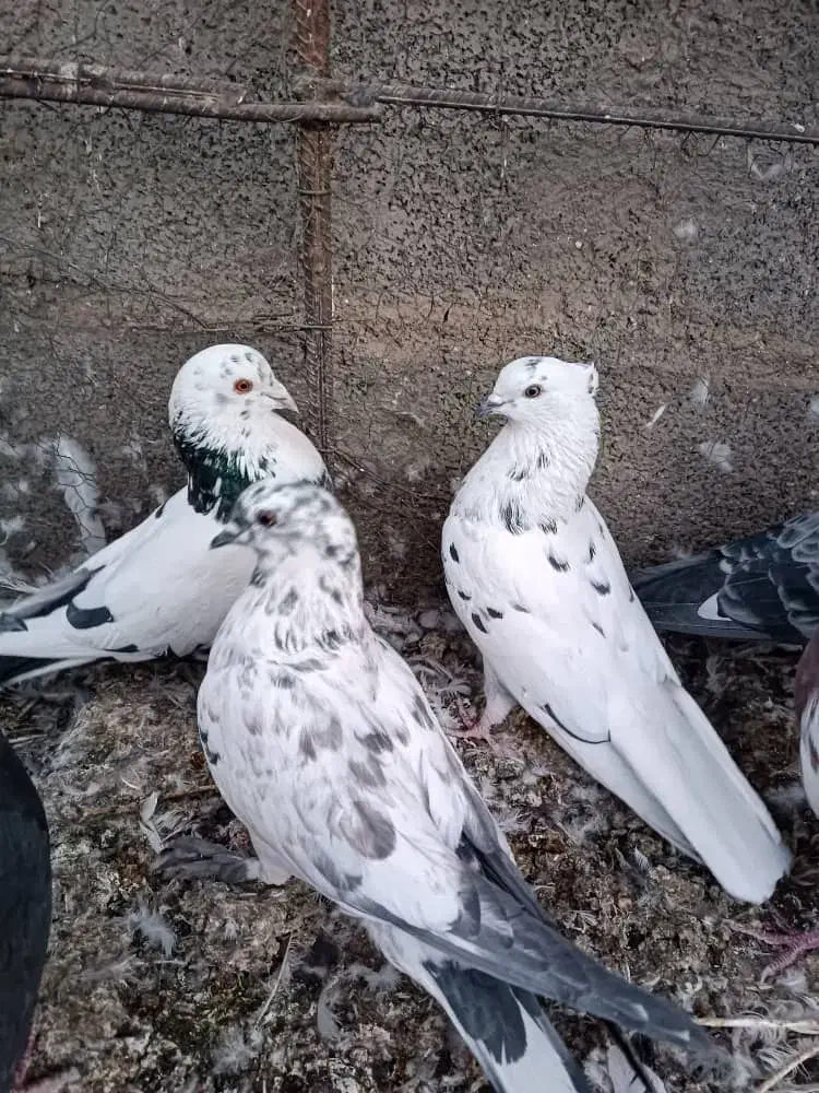 کبوتر فروشی تضمینی|پرنده|سیرجان, |دیوار