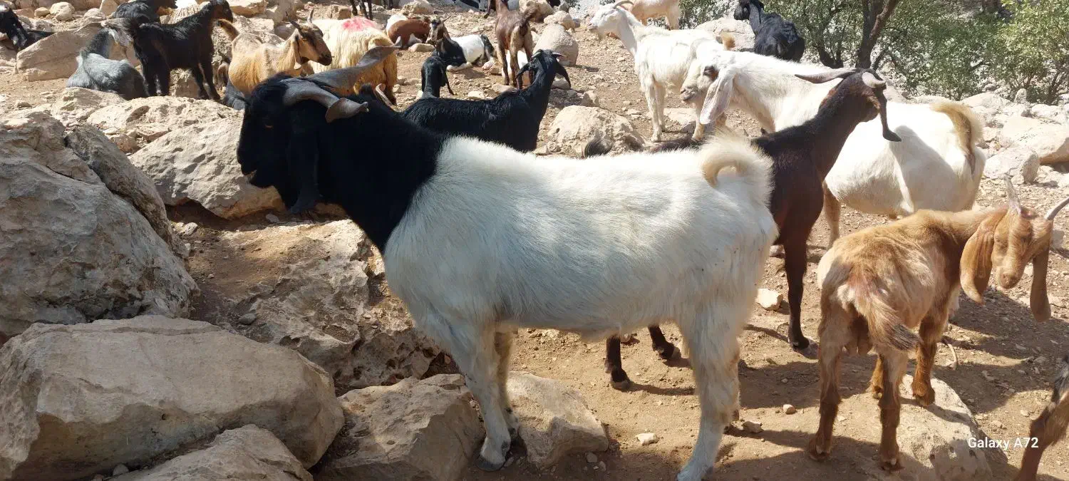 فروش انواع دام داشتی وکشتی|حیوانات مزرعه|دوگنبدان, |دیوار