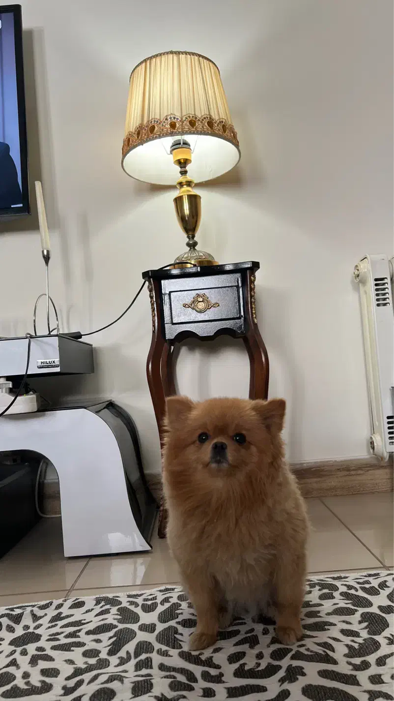 ۲ عدد اباژور همراه میز اباژور|چراغ خواب و آباژور|تهران, اکباتان|دیوار