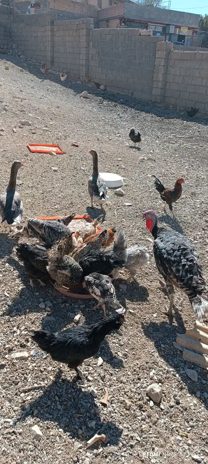 لباس بچه و مرغ وغاز و جوجه|کفش و لباس بچه|ایلام, |دیوار