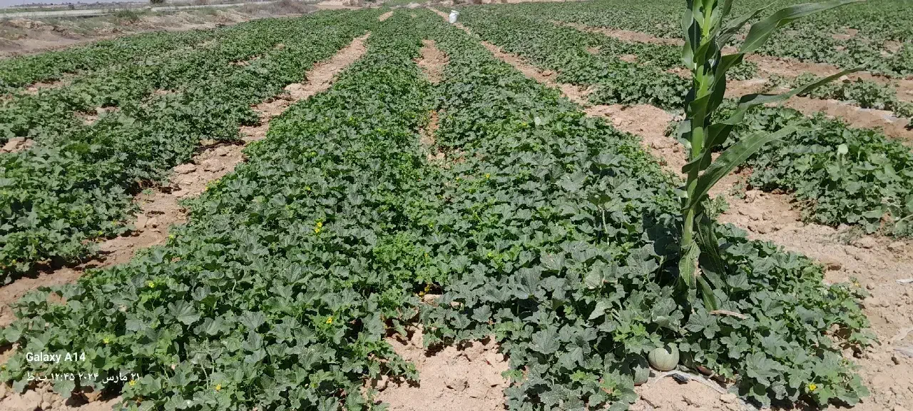 زمین با مجوز۲هزارمتر گلخانه|فروش دفتر صنعتی، کشاورزی، تجاری|شاهین‌شهر, گرگاب|دیوار