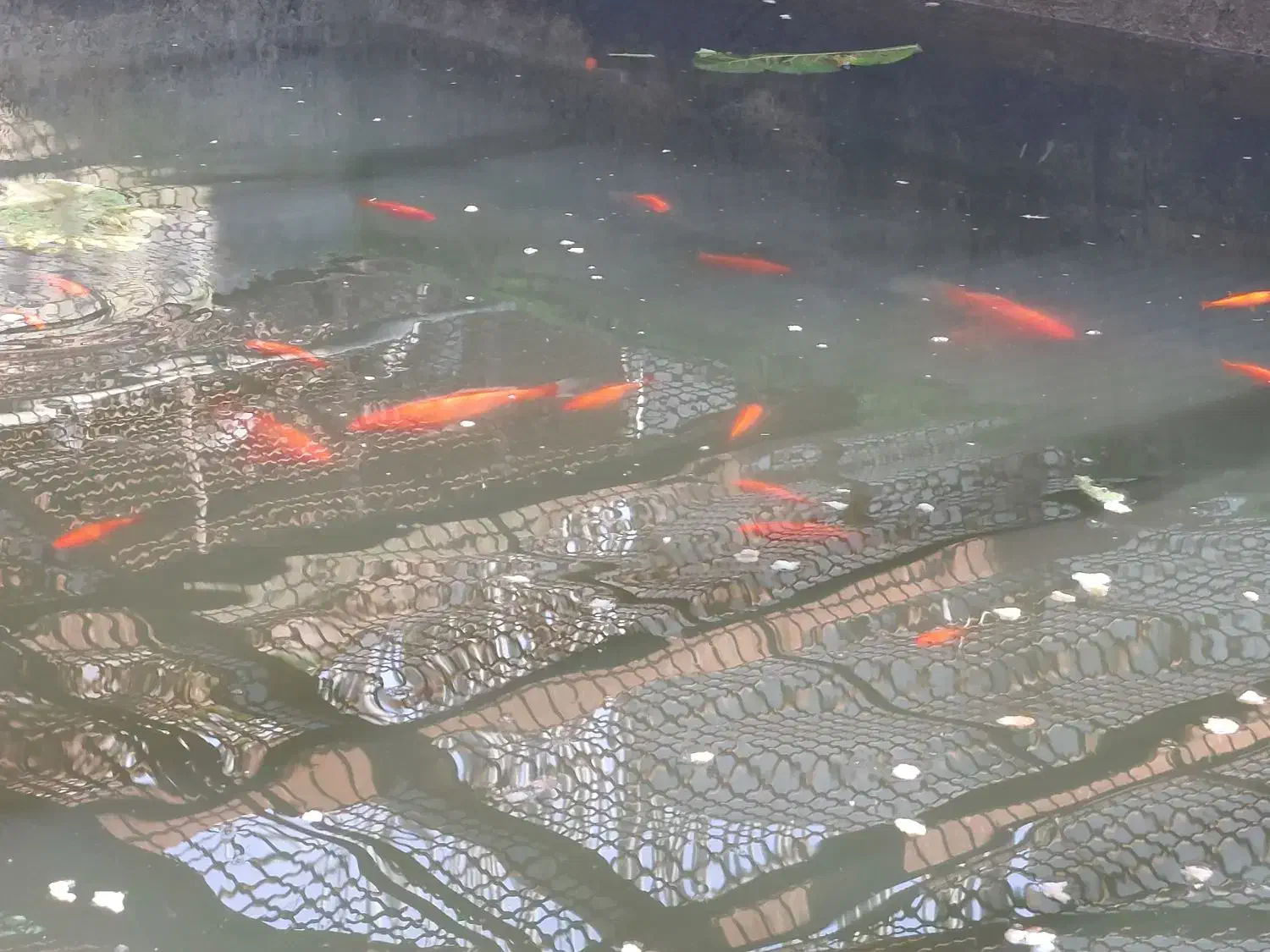 ماهی قرمز|ماهی|گنبد کاووس, |دیوار