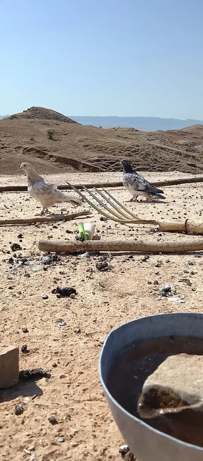 کفتر|پرنده|اندیکا, |دیوار