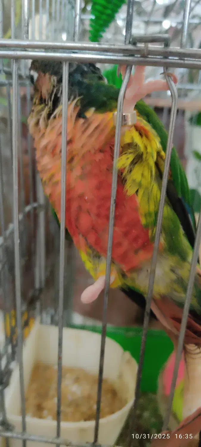 گرینچیک با کلیه لوازم و قفس به قیمت توافقی|پرنده|قم, نخودی|دیوار