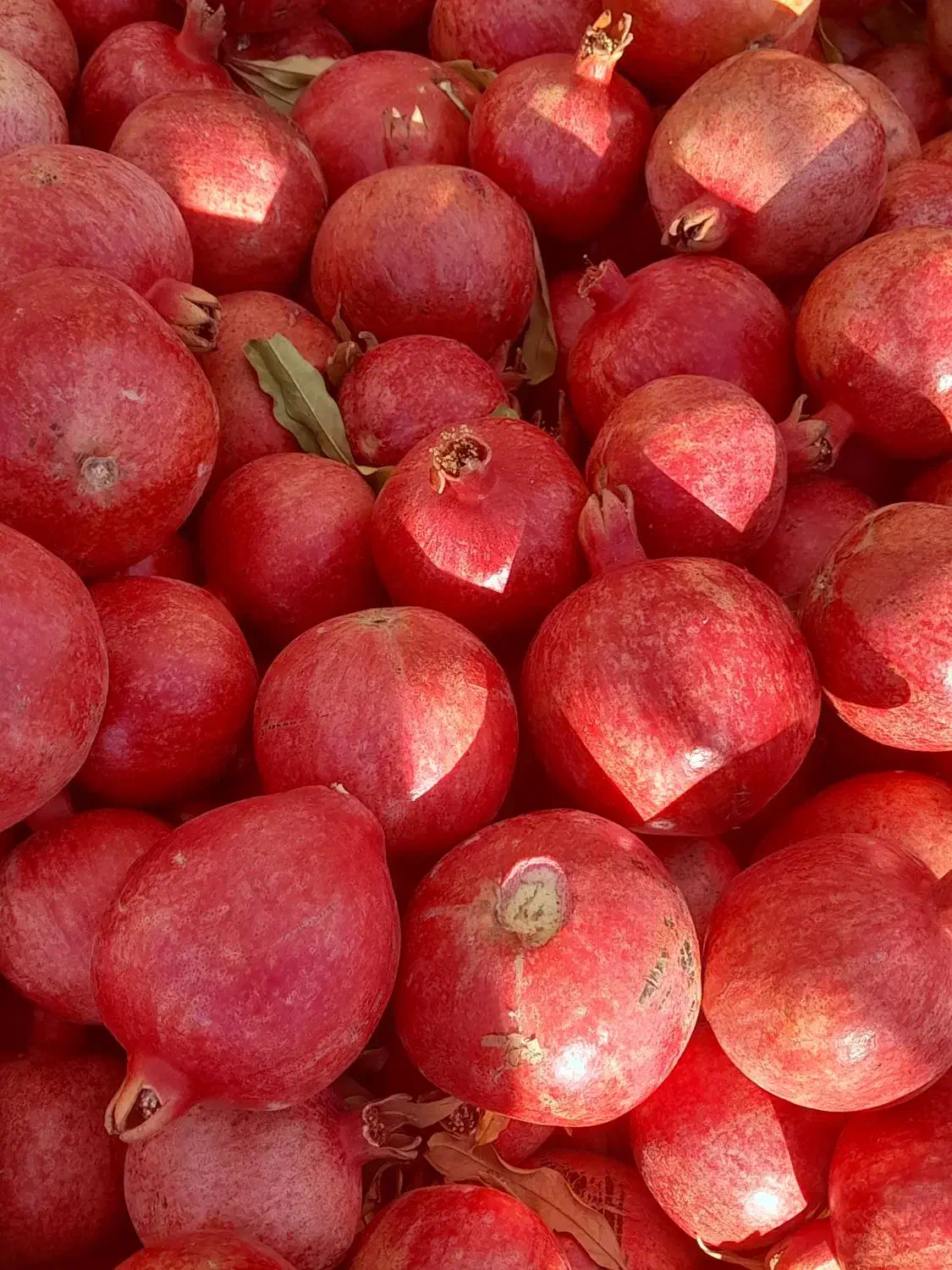 انار۵۰۰۰۰|خوردنی و آشامیدنی|کوهنانی, |دیوار