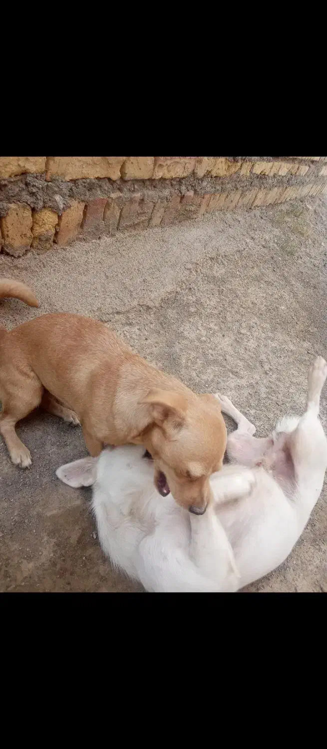 سگ پاکوتاه خوشگل و بازیگوش|سگ|بلوک, |دیوار