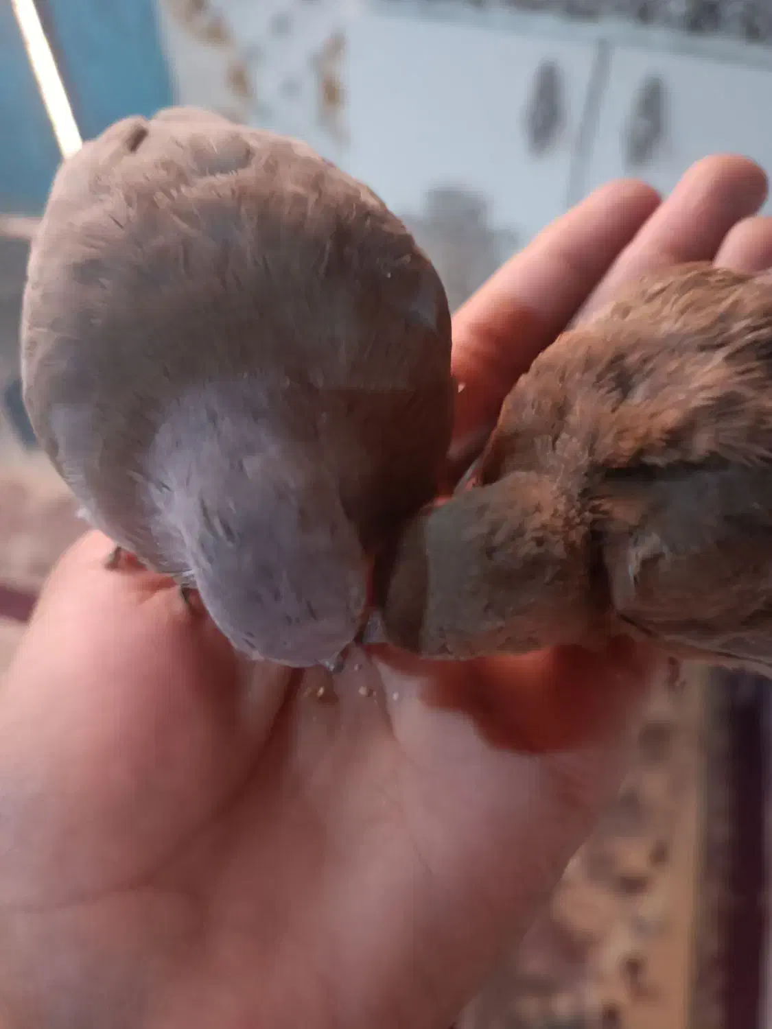 مجسمهکبوتر خا ن گی|مجسمه، تندیس، ماکت|زابل, |دیوار