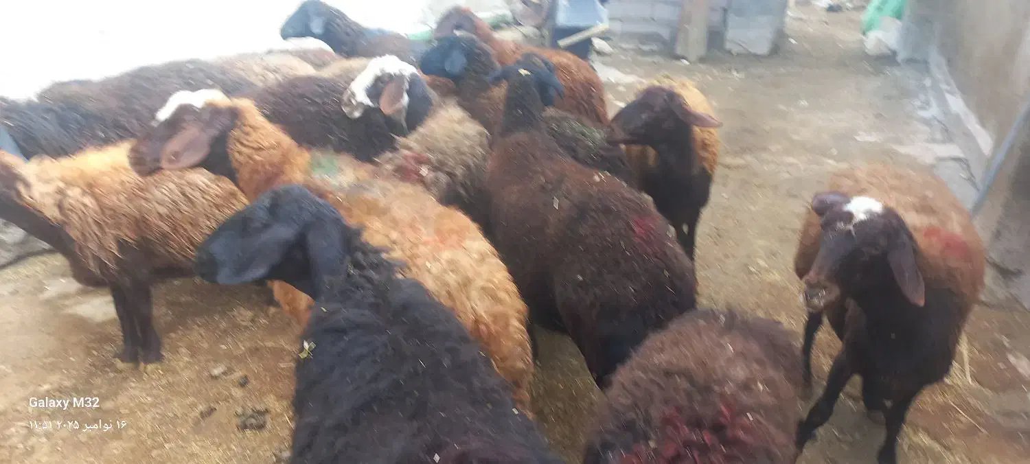 ۲۰ تا میش جوان|حیوانات مزرعه|دهگلان, |دیوار