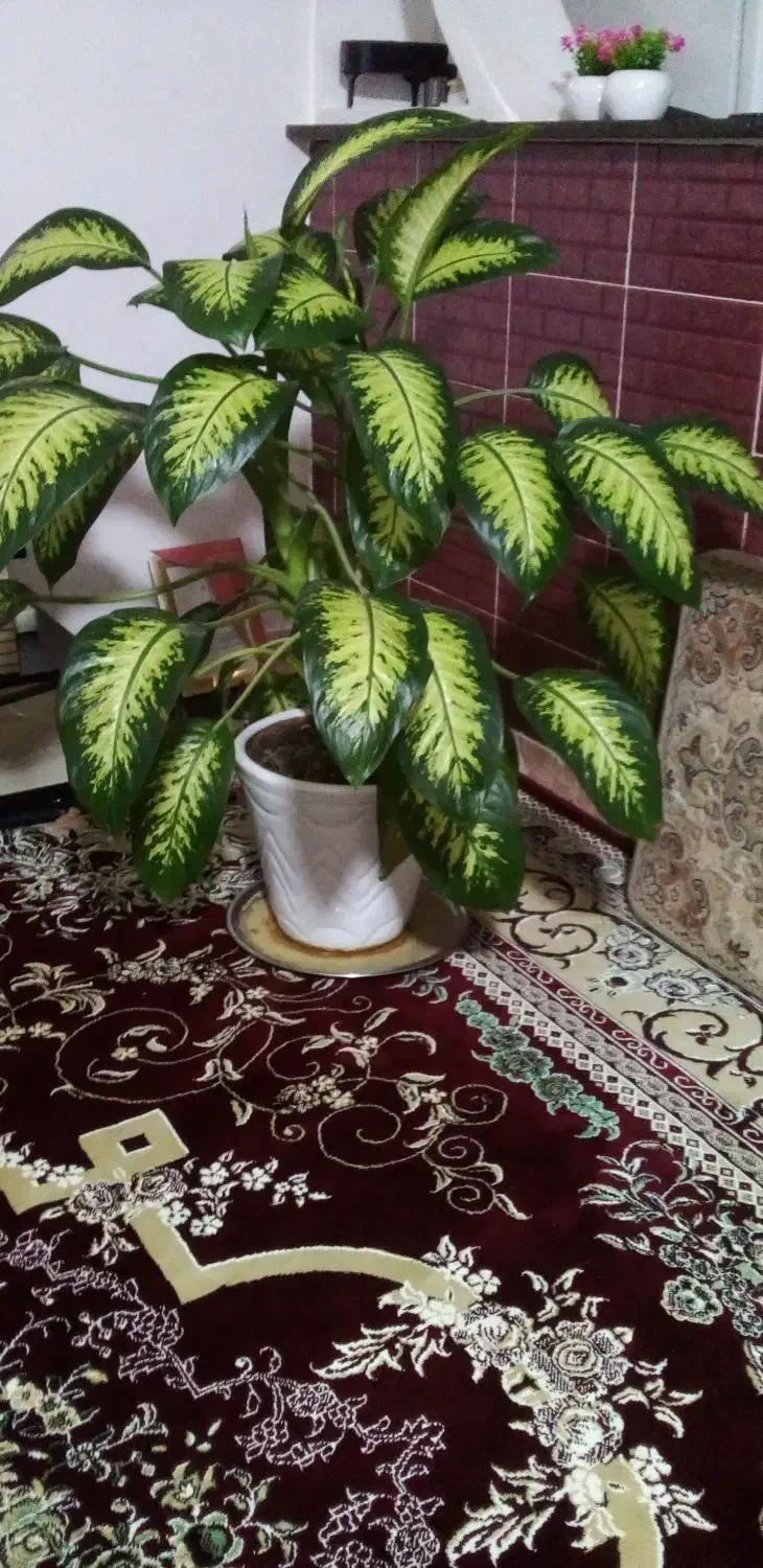 گل و گلدان زیبا|گل و گیاه طبیعی|بیلوار, |دیوار