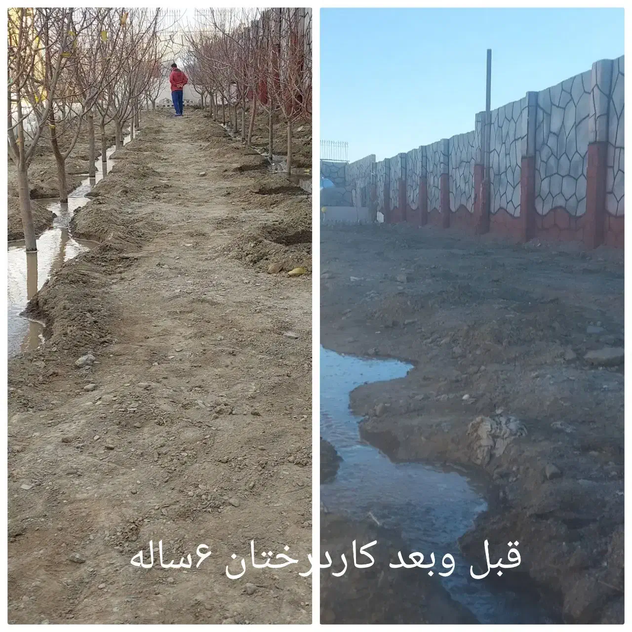 نهال ۱تا ۷ ساله .درخت 7 ساله|خدمات باغبانی و درختکاری|مشهد, توس فردوسی|دیوار