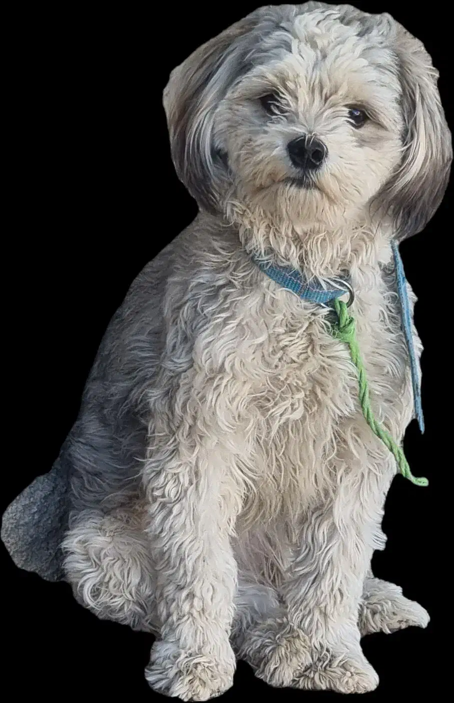 فروش سگ باهوش با ادب|سگ|شیراز, شهرک ولیعصر|دیوار