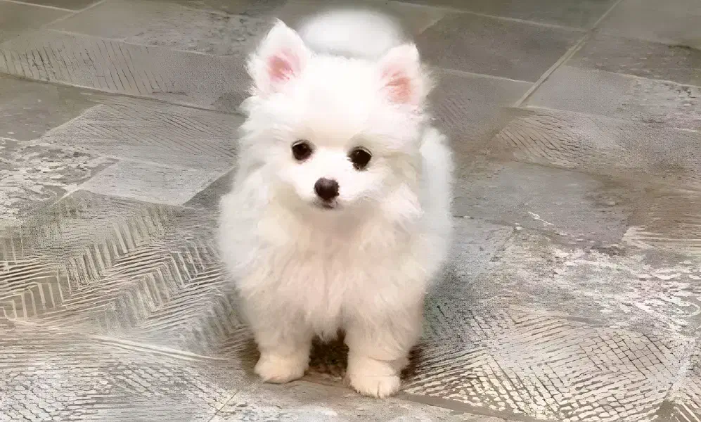 پامر چاپانیز|حیوانات|اصفهان, شاه پسند|دیوار