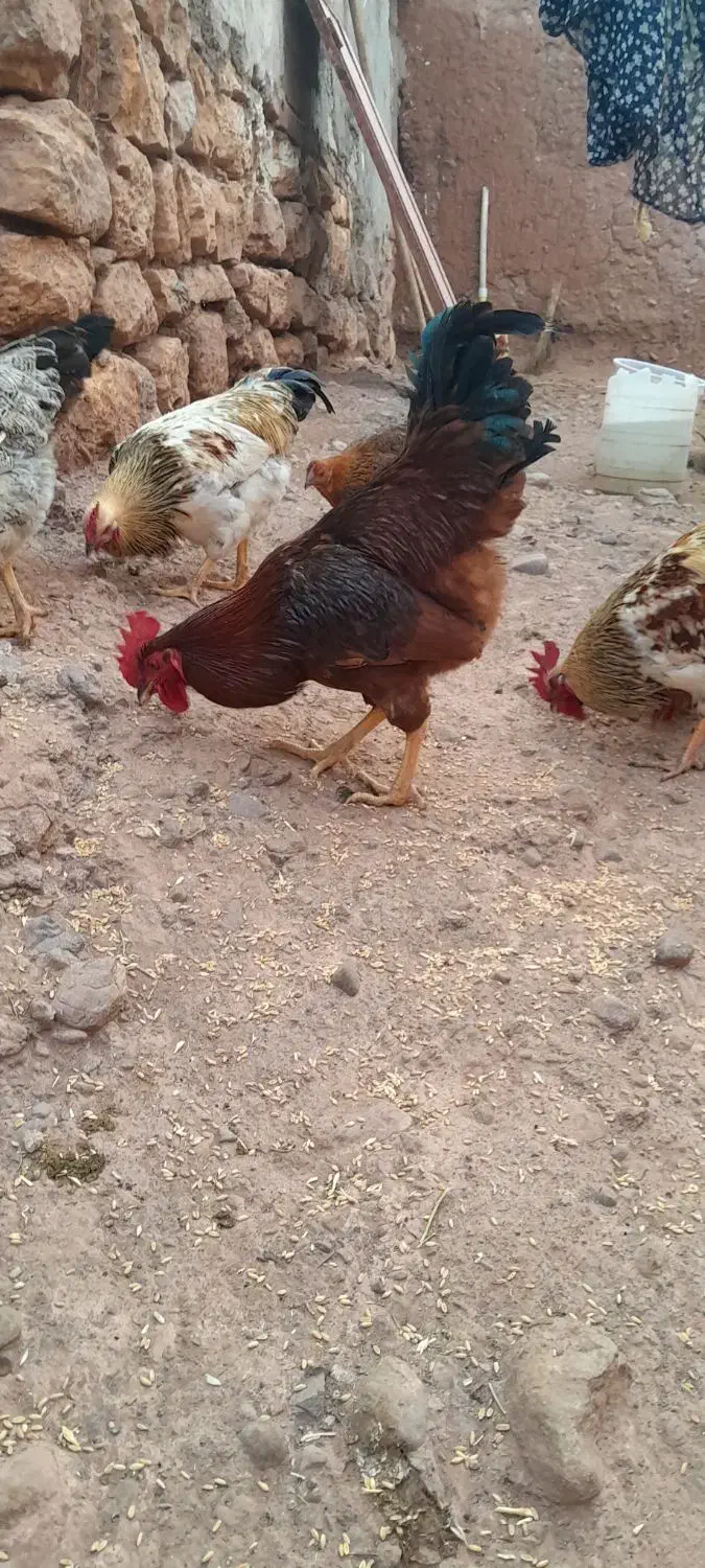 خروس قرمز|حیوانات مزرعه|شوط, |دیوار