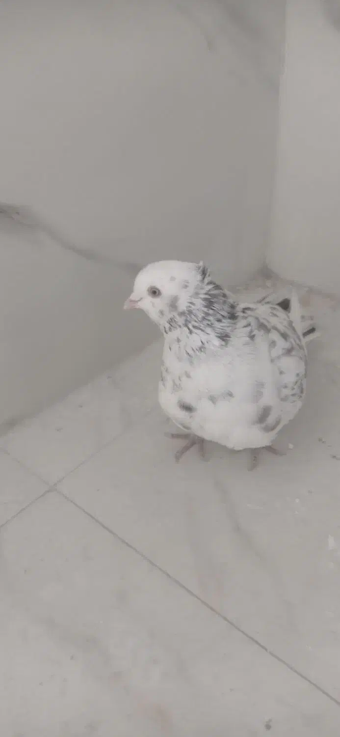 هفت رنگ کاکلی نربه شرط پرش|پرنده|سبزوار, قصبه شرقی|دیوار