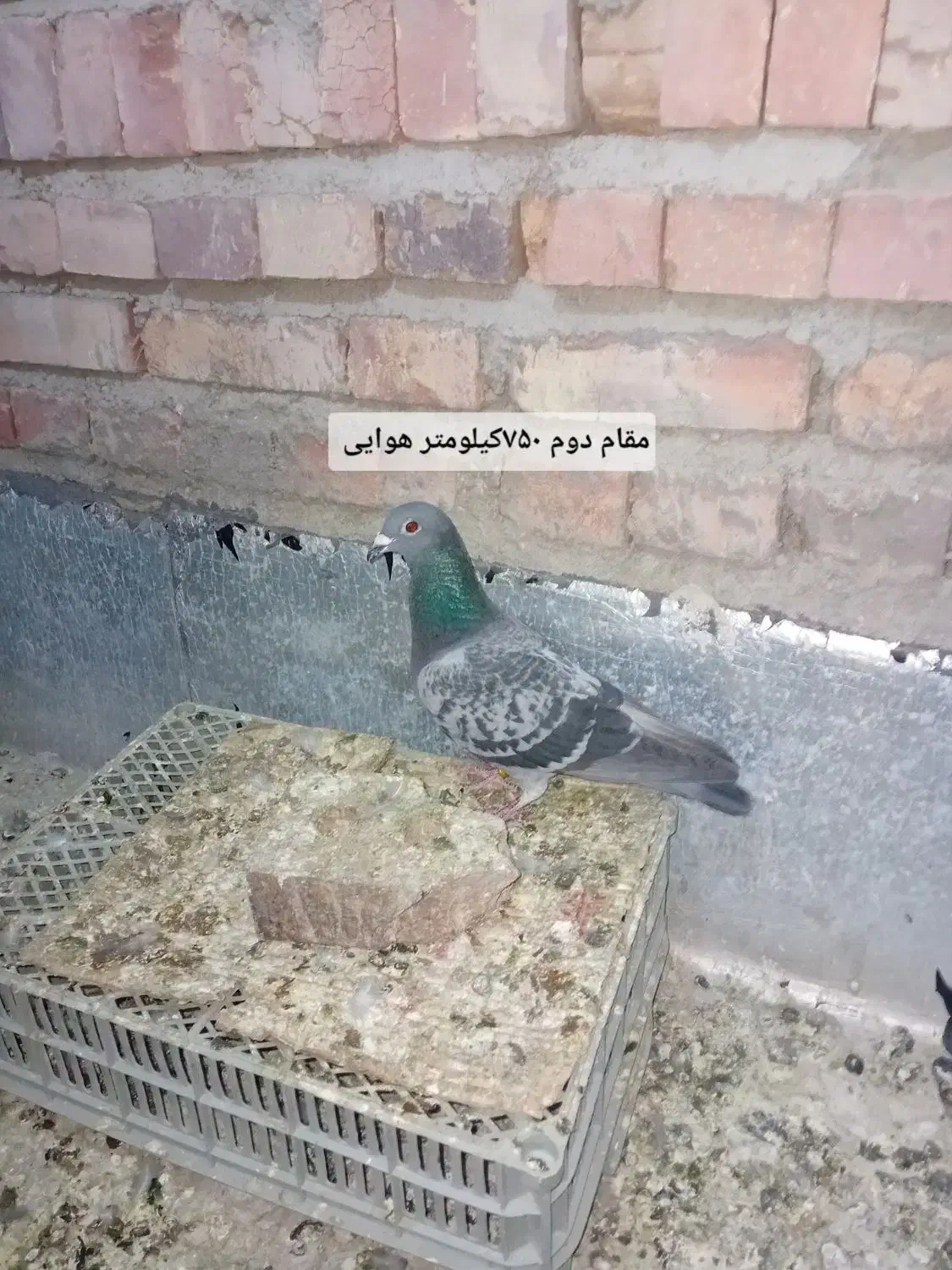 کبوتر مسافتی|پرنده|خسروشاه, |دیوار