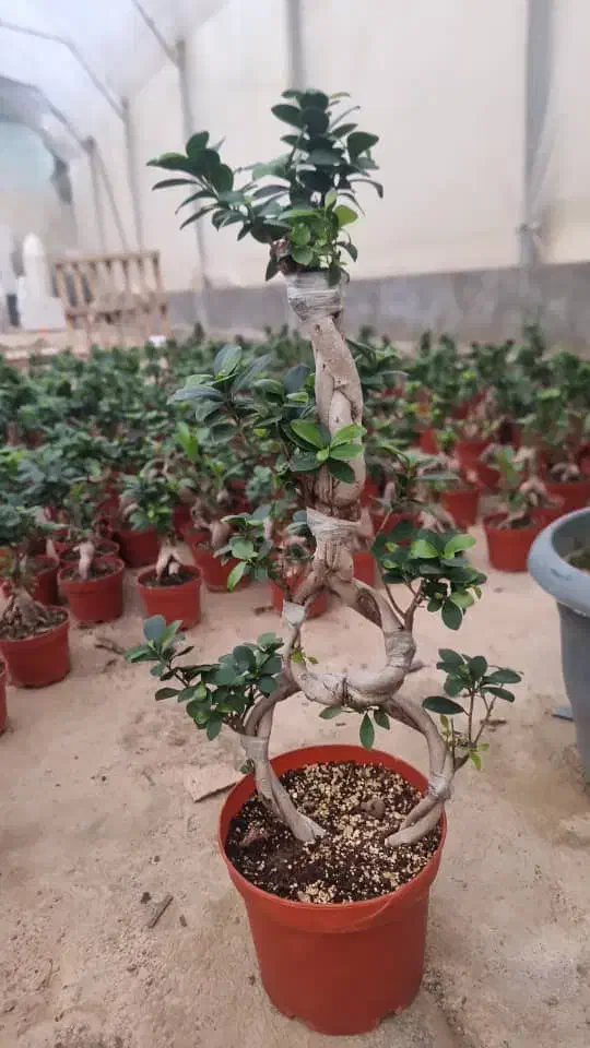 بونسای|گل و گیاه طبیعی|شیراز, شیخ روزبهان|دیوار