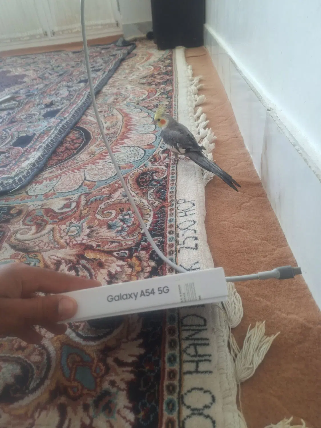 موبایل A54|موبایل|سنخواست, |دیوار