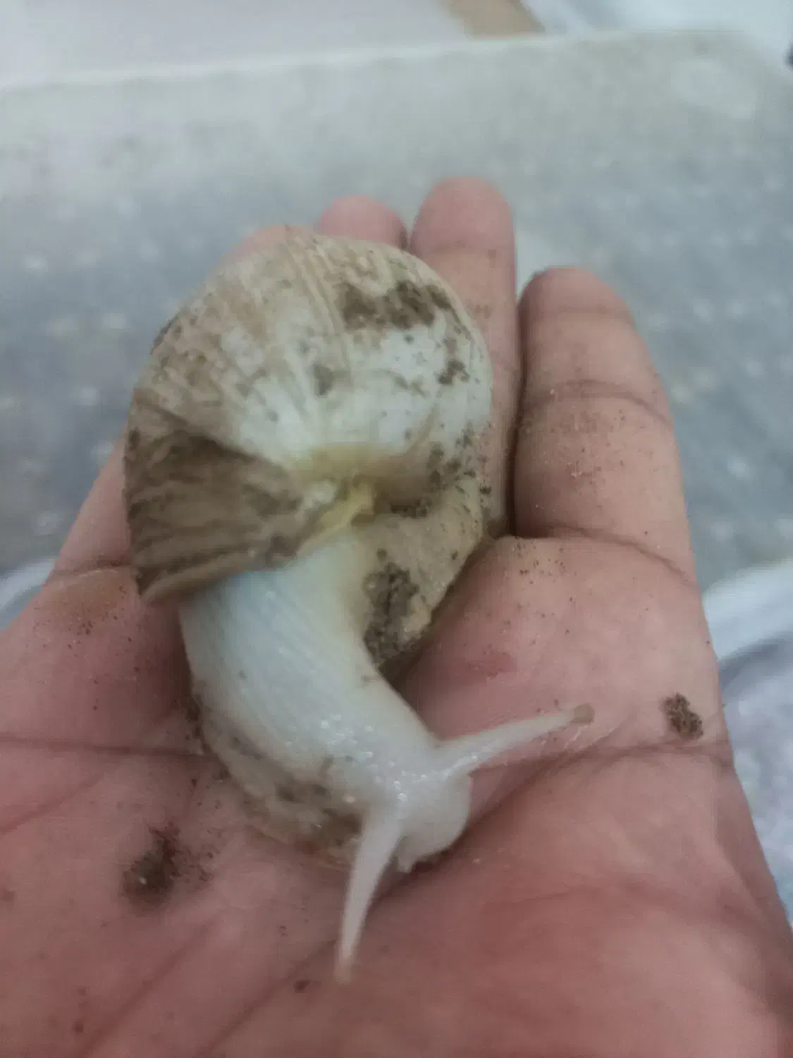 حلزون|خزنده|ماهان, |دیوار