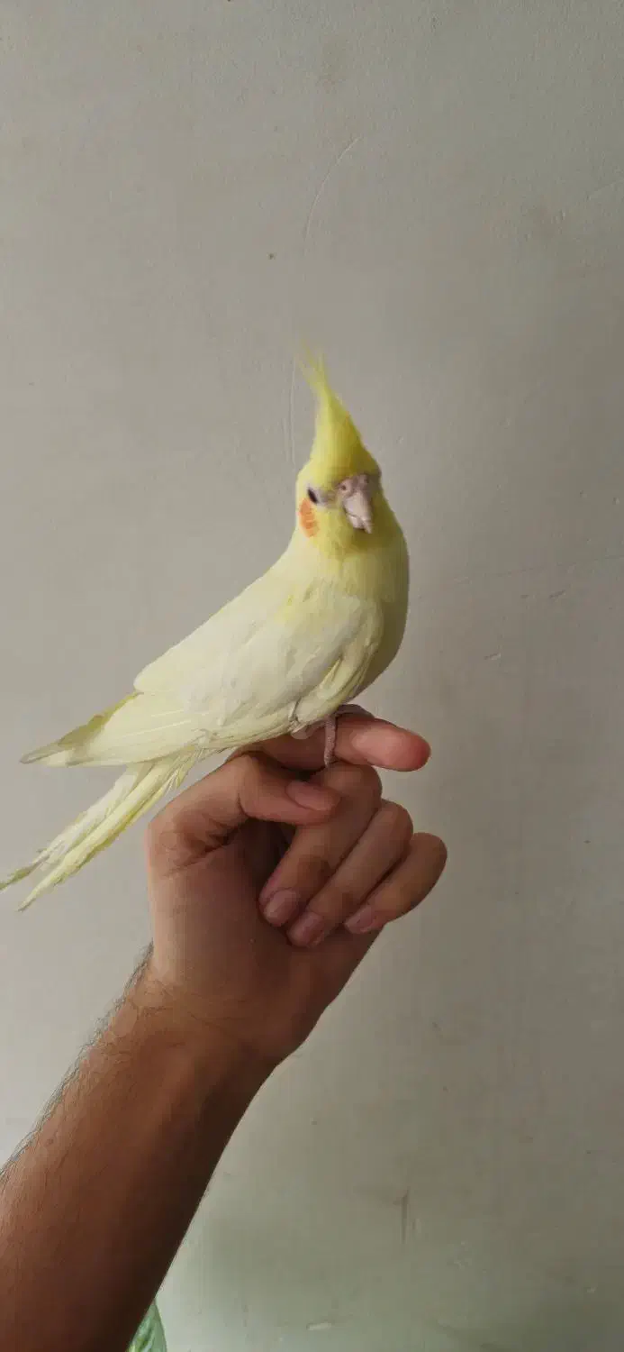 عروس هلندی نر|پرنده|اندیمشک, |دیوار