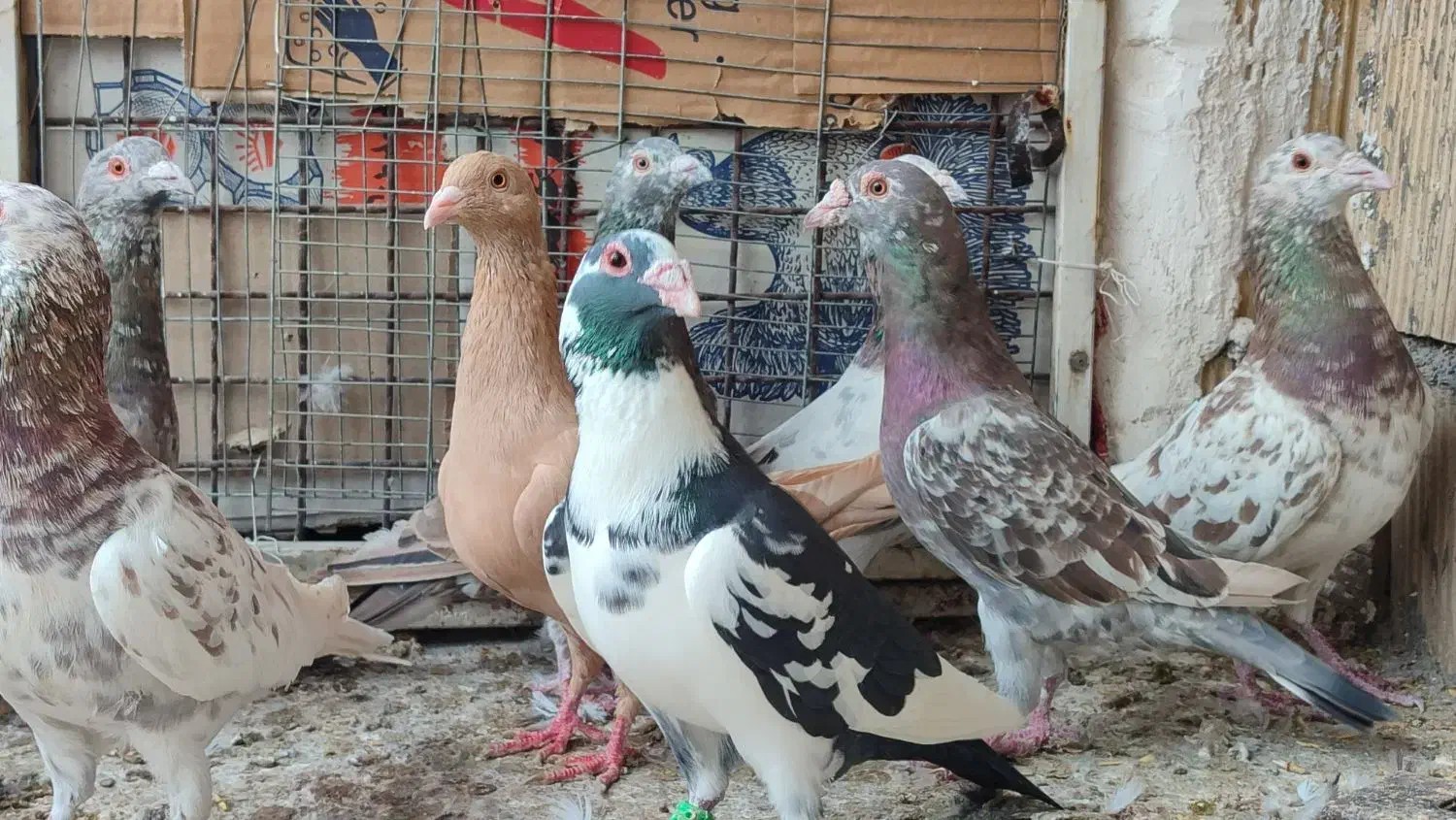 کفتر جنگنده|پرنده|اندیمشک, |دیوار