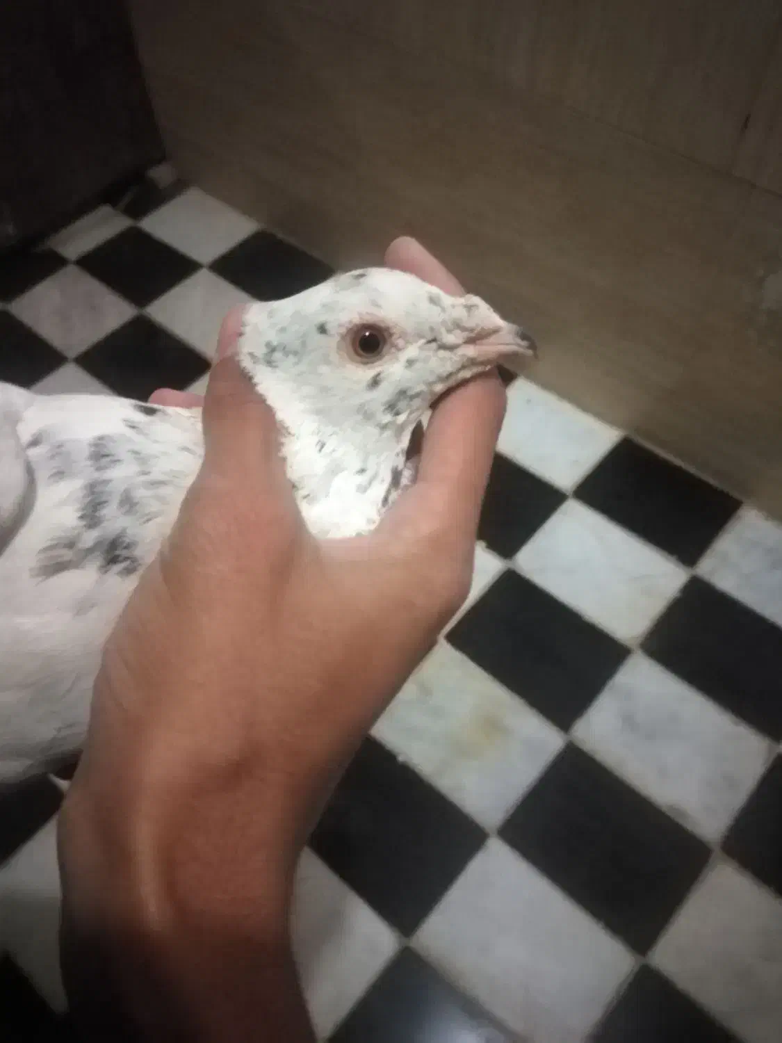 ساعت و کفتر معاوضه|ساعت دیواری و تزئینی|قائن, |دیوار