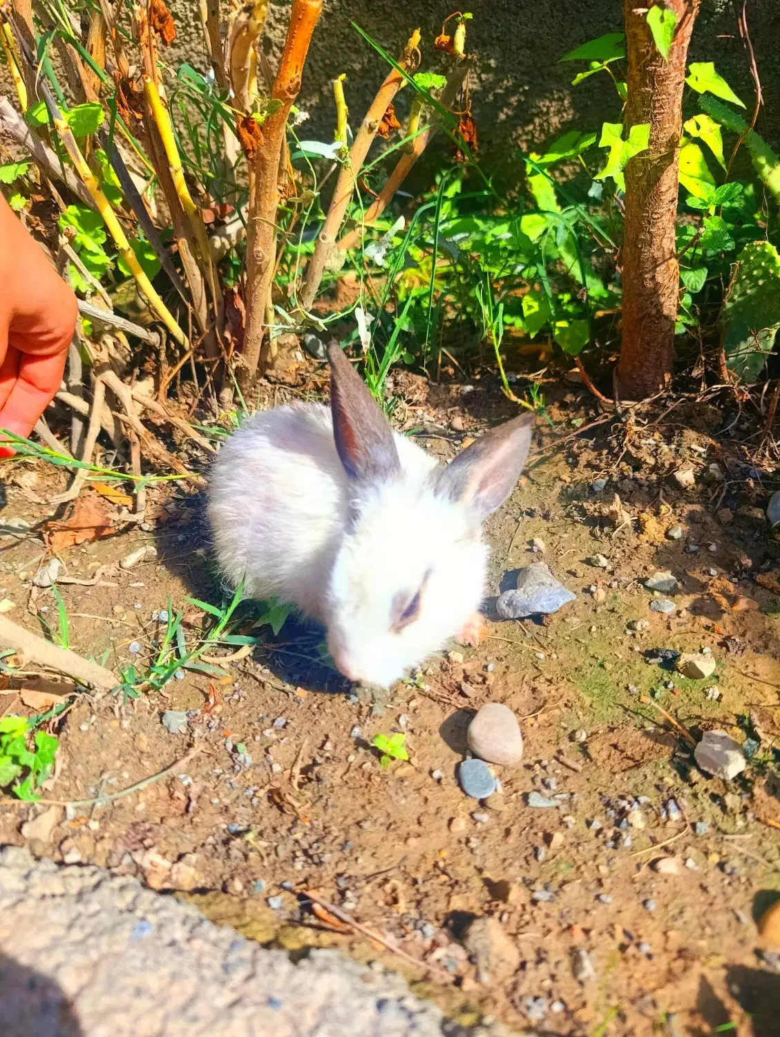 بچه خرگوش|موش و خرگوش|گرگان, |دیوار