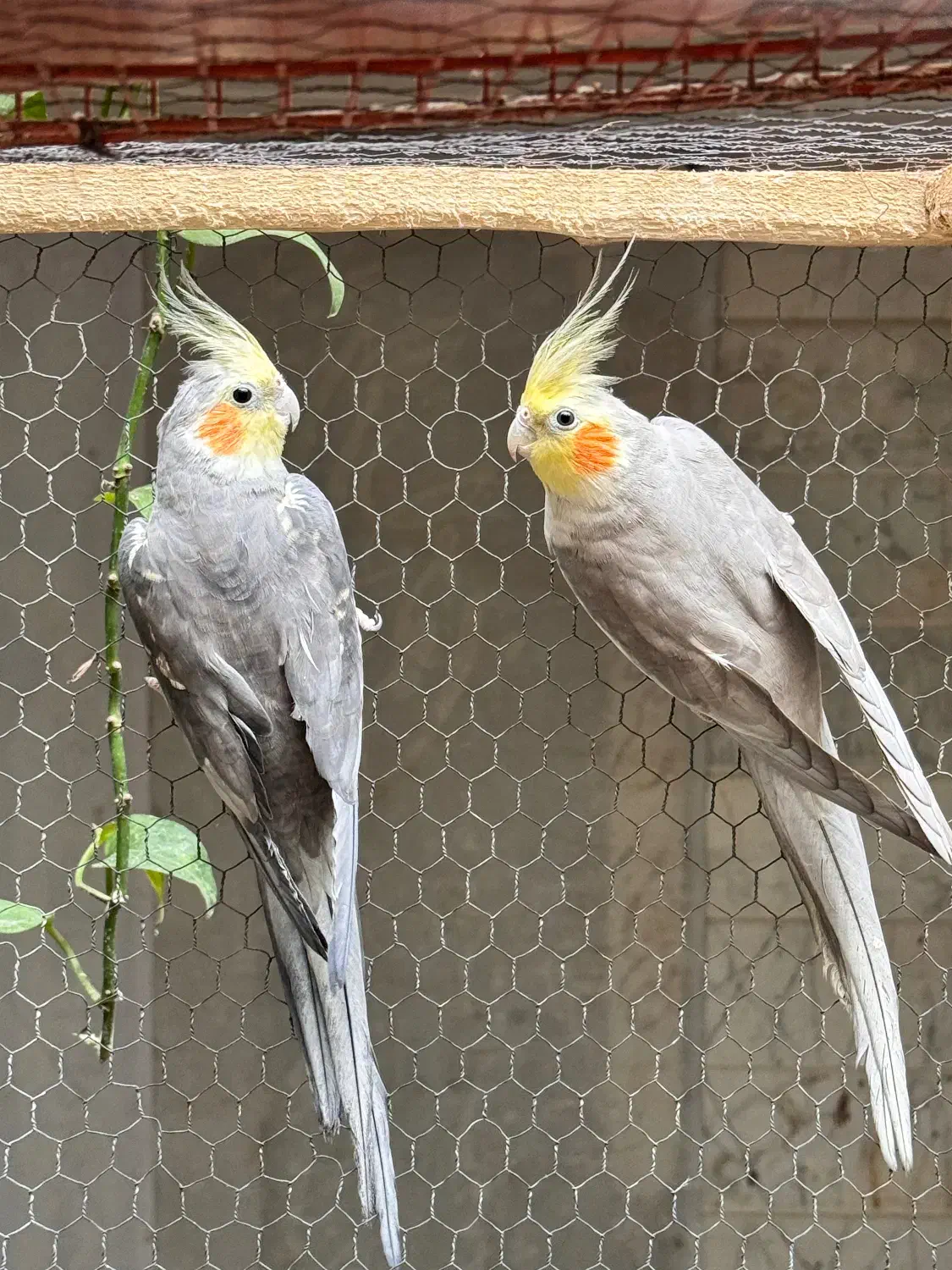 عروس هلندی|پرنده|قم, انصار‌الحسین|دیوار