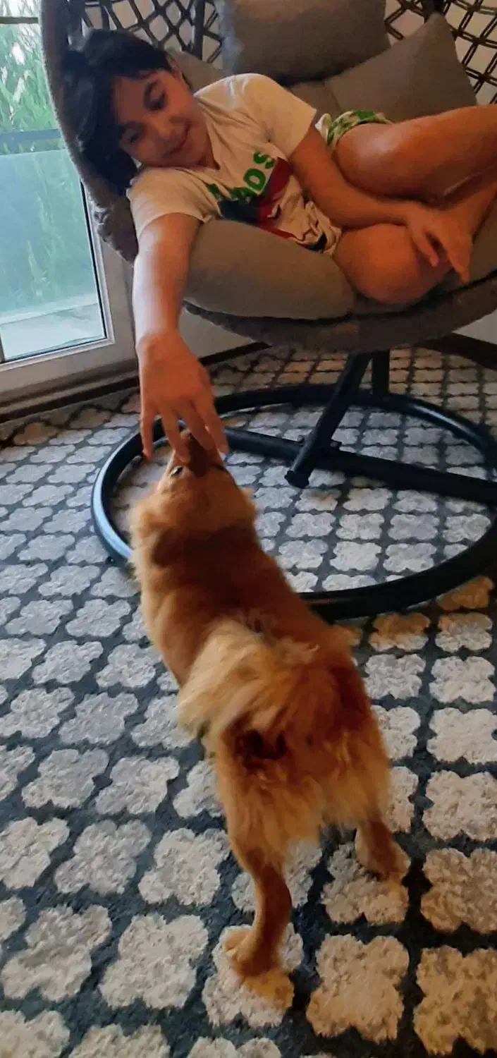 سگ پامر|سگ|بومهن, |دیوار